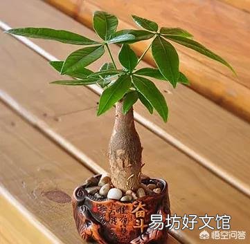 木炭灰可以栽培发财树吗?