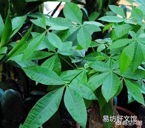 木炭灰可以栽培发财树吗?