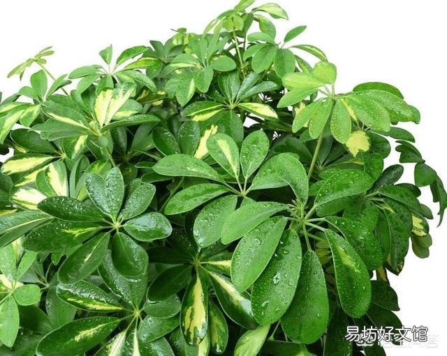 木炭灰可以栽培发财树吗?