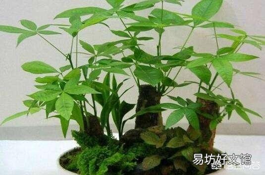 木炭灰可以栽培发财树吗?