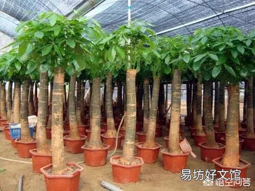 木炭灰可以栽培发财树吗?