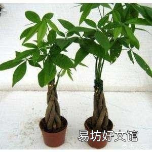 木炭灰可以栽培发财树吗?