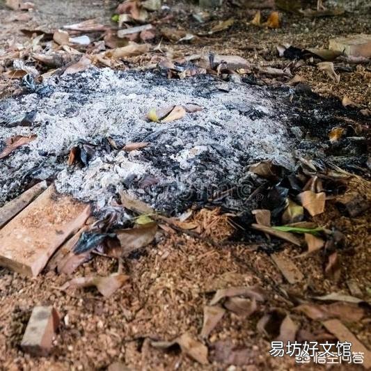 木炭灰可以栽培发财树吗?