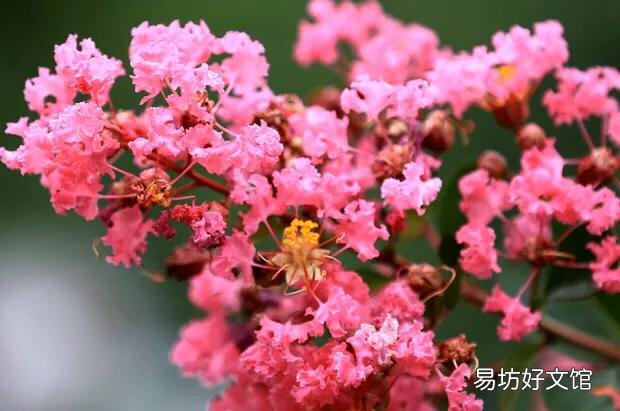 请问这是什么树,可以扦插吗?