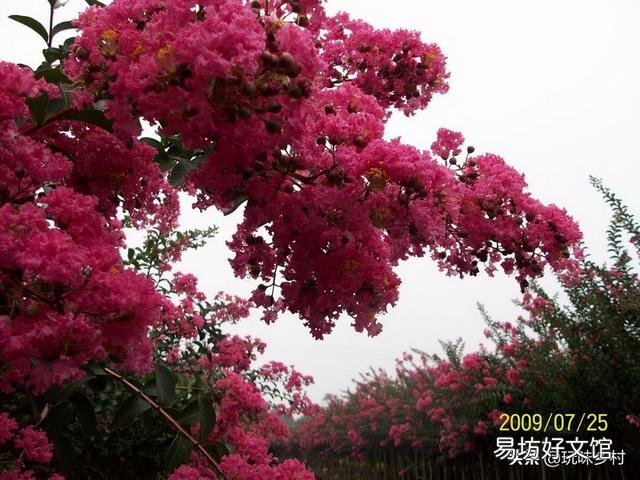 请问这是什么树,可以扦插吗?