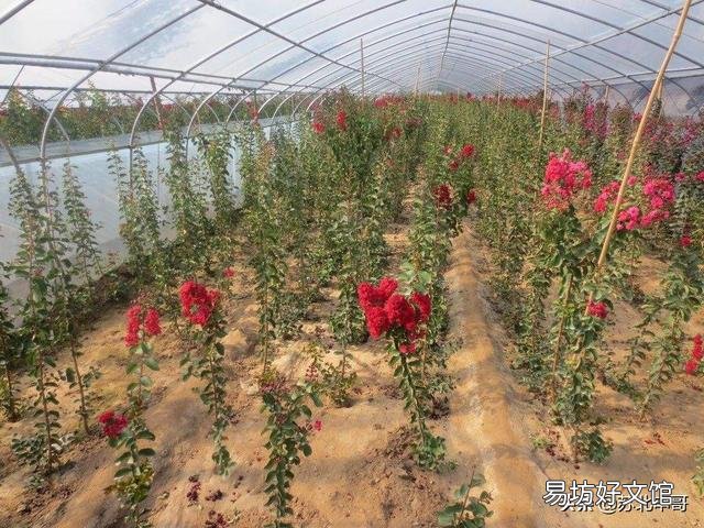 请问这是什么树,可以扦插吗?