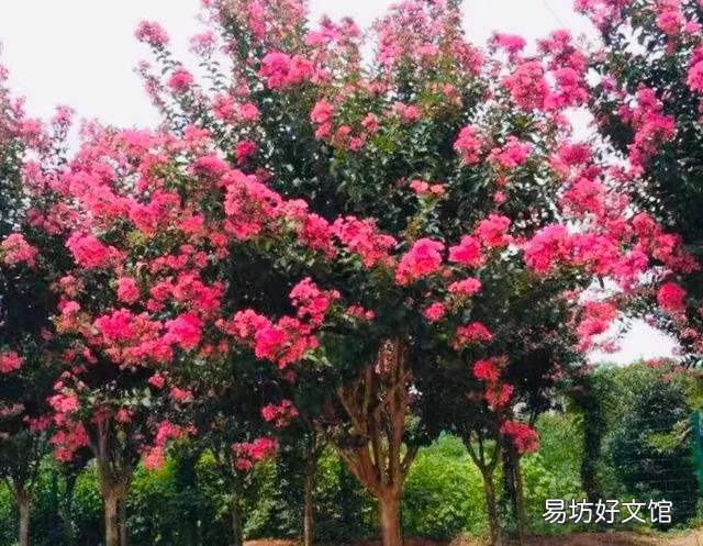请问这是什么树,可以扦插吗?