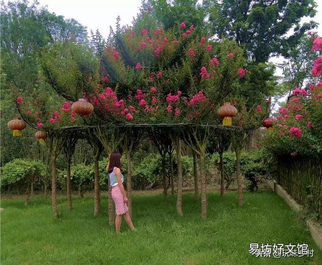 请问这是什么树,可以扦插吗?