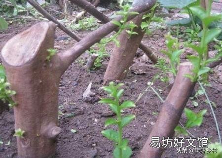 请问这是什么树,可以扦插吗?