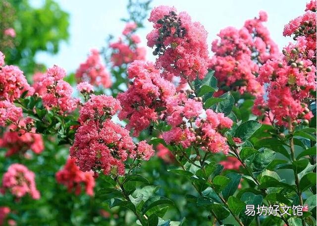请问这是什么树,可以扦插吗?