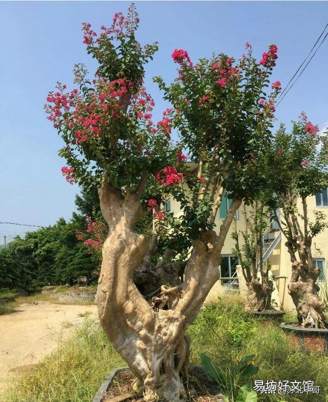 请问这是什么树,可以扦插吗?