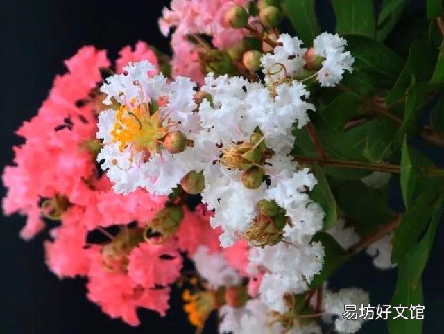 请问这是什么树,可以扦插吗?