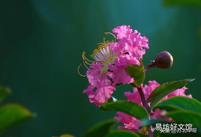 请问这是什么树,可以扦插吗?