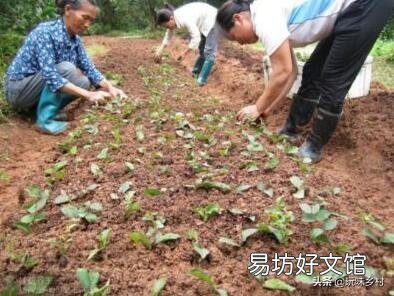 请问这是什么树,可以扦插吗?