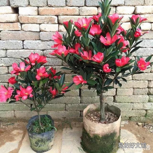 四季杜鹃红山茶出现掉花是什么情况？