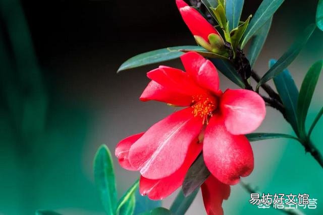 四季杜鹃红山茶出现掉花是什么情况？