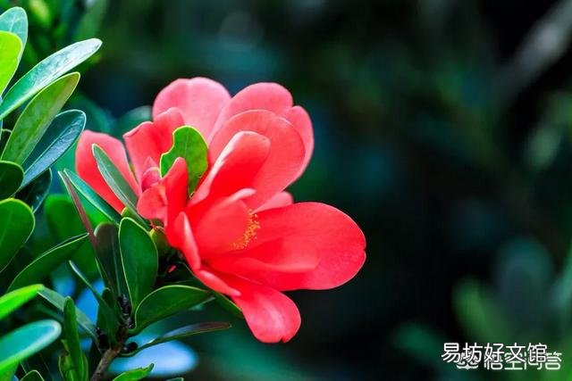 四季杜鹃红山茶出现掉花是什么情况？