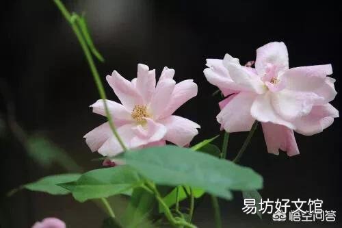 木芙蓉盆栽如何花多而艳?