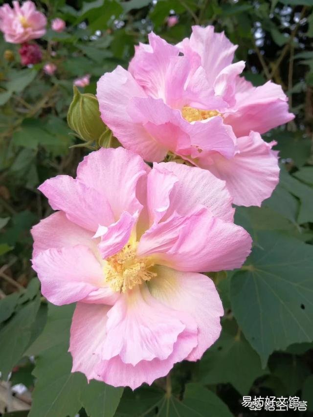 木芙蓉盆栽如何花多而艳?