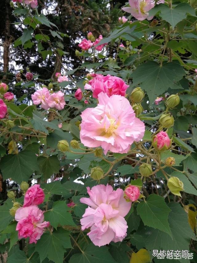 木芙蓉盆栽如何花多而艳?