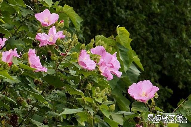 木芙蓉盆栽如何花多而艳?
