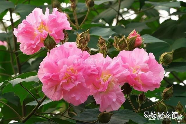 木芙蓉盆栽如何花多而艳?