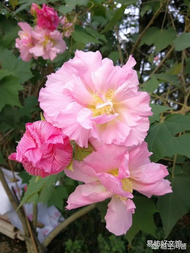木芙蓉盆栽如何花多而艳?
