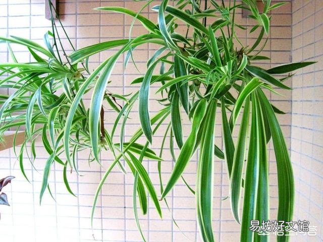 吊蘭可以放在院子里嗎？