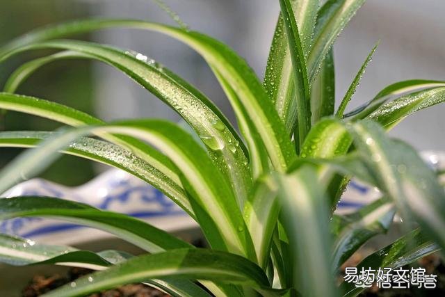 吊蘭可以放在院子里嗎？
