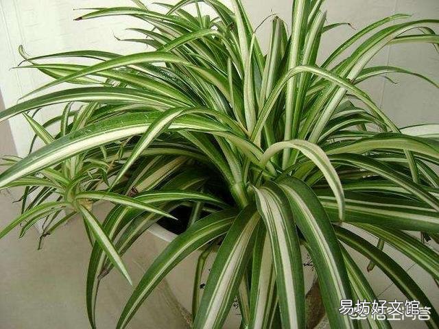 吊蘭可以放在院子里嗎？