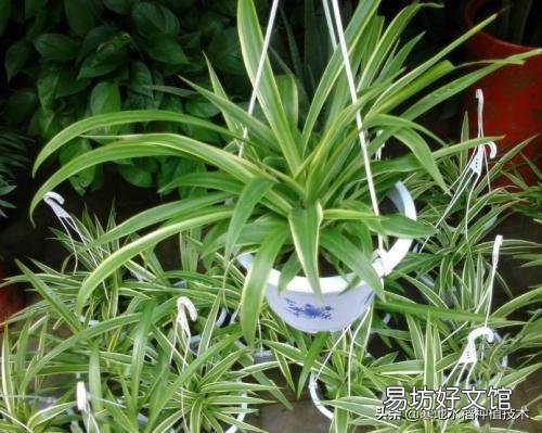 吊蘭可以放在院子里嗎？