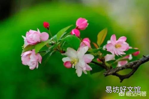 网购盆栽木本海棠花,长出嫩芽十公分后有一部分枝叶有萎蔫现象是怎么回事?