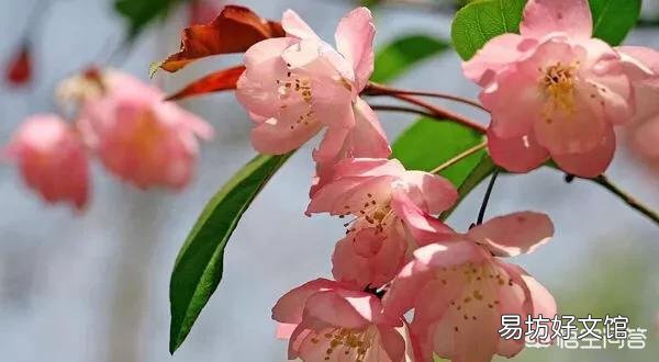 网购盆栽木本海棠花,长出嫩芽十公分后有一部分枝叶有萎蔫现象是怎么回事?