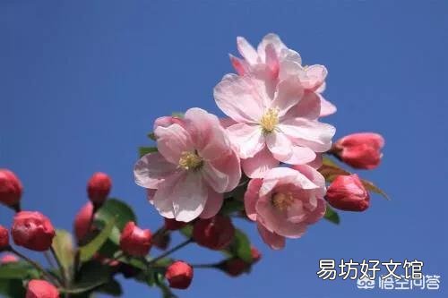 网购盆栽木本海棠花,长出嫩芽十公分后有一部分枝叶有萎蔫现象是怎么回事?