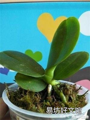 盆栽的蝴蝶兰怎么安全度夏？夏季应该怎么浇水？