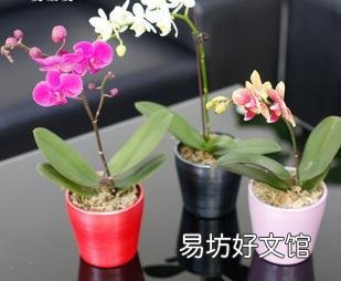 盆栽的蝴蝶兰怎么安全度夏？夏季应该怎么浇水？