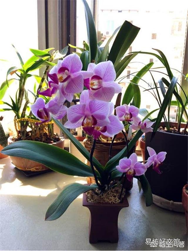 盆栽的蝴蝶兰怎么安全度夏？夏季应该怎么浇水？