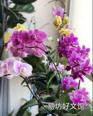 盆栽的蝴蝶兰怎么安全度夏？夏季应该怎么浇水？