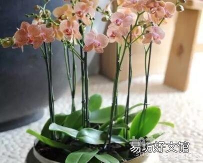 盆栽的蝴蝶兰怎么安全度夏？夏季应该怎么浇水？