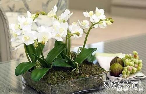 盆栽的蝴蝶兰怎么安全度夏？夏季应该怎么浇水？