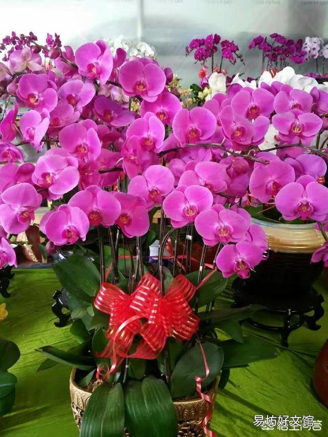 盆栽的蝴蝶兰怎么安全度夏？夏季应该怎么浇水？