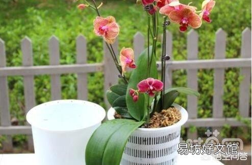 盆栽的蝴蝶兰怎么安全度夏？夏季应该怎么浇水？