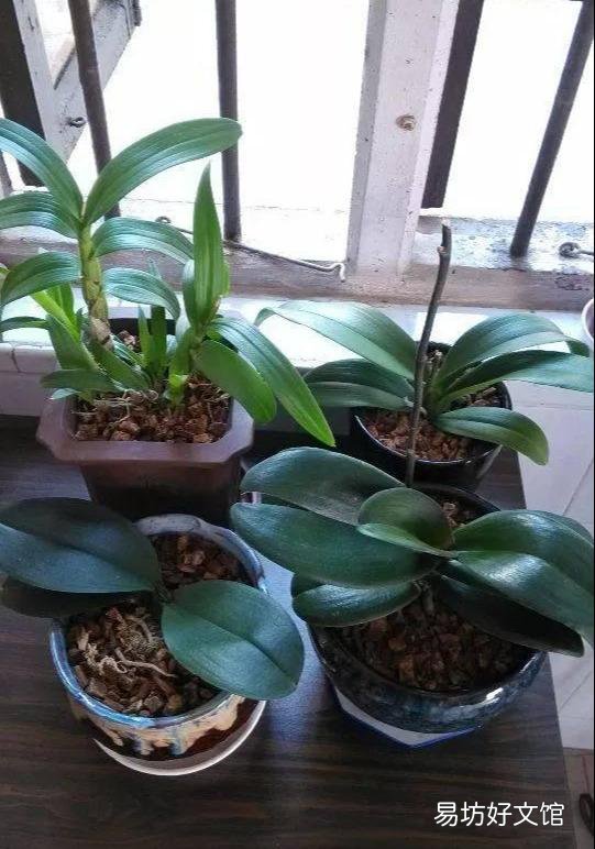 盆栽的蝴蝶兰怎么安全度夏？夏季应该怎么浇水？