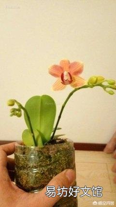 盆栽的蝴蝶兰怎么安全度夏？夏季应该怎么浇水？