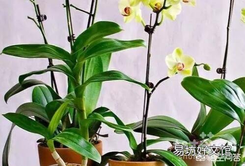 盆栽的蝴蝶兰怎么安全度夏？夏季应该怎么浇水？