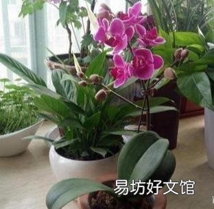 盆栽的蝴蝶兰怎么安全度夏？夏季应该怎么浇水？