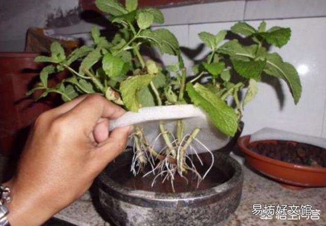 水培的薄荷怎么上盆？