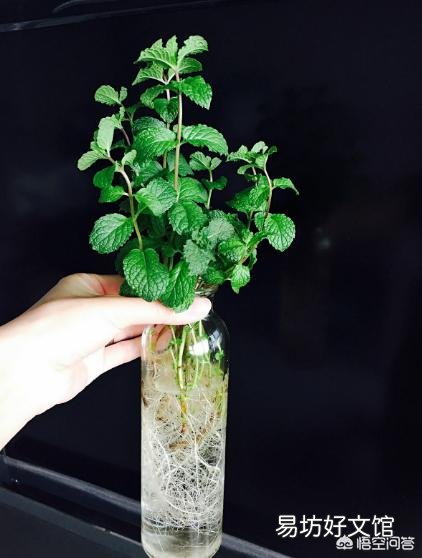水培的薄荷怎么上盆？