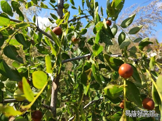 山上挖的野枣树,可以做成盆景吗?