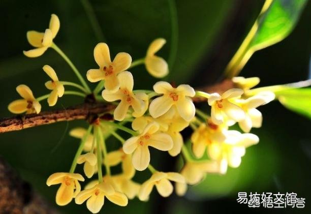 四季桂在安徽是庭院种植还是盆栽种植好?